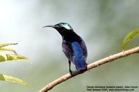 Purple-throated Sunbird - Leptocoma sperata