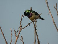 Variable Sunbird - Cinnyris venustus