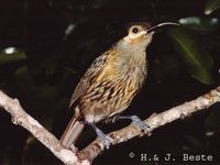 Macleay's Honeyeater - Xanthotis macleayana