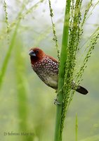 Nutmeg Mannikin - Lonchura punctulata