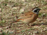 Meadow Bunting - Emberiza cioides