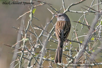 Black-chinned Sparrow - Spizella atrogularis