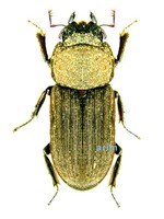 대만왕사슴벌레 - Dorcus taiwanicus