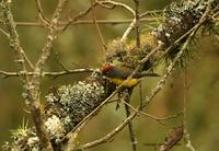 *NEW* Brown-capped Redstart