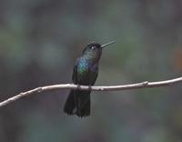 Fire-throated Hummingbird