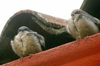 Brown-bellied Swallow