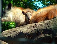 Serow baby safe with parents