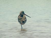 Black-tailed Godwit (Rödspov) - Limosa limosa