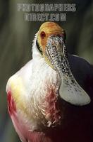 Spoonbill stock photo