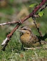 Eurasian Wryneck