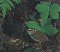 숲새