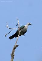 green-imperial-pigeon