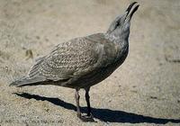 수리갈매기 (Glaucous-Winged Gull) Larus glaucescence