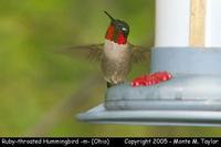 Ruby-throated Hummingbird (male) - Ohio