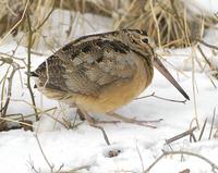 Woodcock a.jpg (78445 bytes)