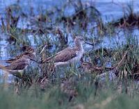 Common Greenshank