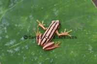 : Afrixalus quadrivittatus