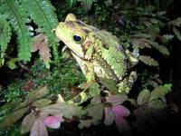 : Bufo coniferus; Green Climbing Toad