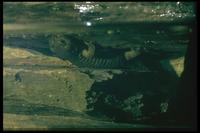 : Paradactylodon mustersi