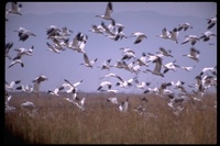 : Chen caerulescens; Snow Goose