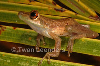 : Scinax elaeochrous; Olive Tree Frog