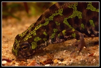 : Triturus marmoratus; Marbeled Newt