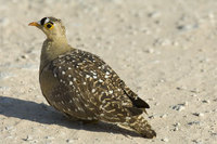 : Pterocles bicinctus; Double Banded Sandgrouse