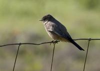 : Sayornis saya; Say's Phoebe