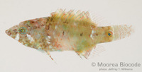 : Cheilinus oxycephalus