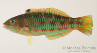 : Thalassoma trilobatum