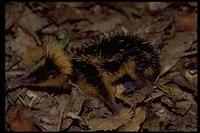 : Hemicentetes semispinosus; Lowland Streaked Tenrec