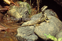 : Basiliscus basiliscus