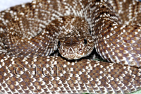 : Crotalus vegrandis; Uracoan Rattlesnake