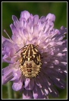 : Carpocoris purpureipennis