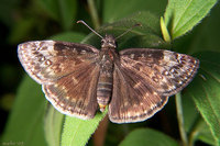 : Erynnis baptisiae; Wild Indigo Duskywing Skipper