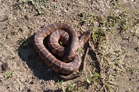 : Nerodia sipedon; Northern Water Snake