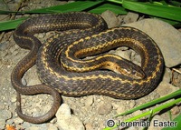 : Thamnophis elegans vagrans; Wandering Gartersnake