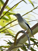 White-shouldered Starling (male) Scientific name - Sturnus sinensis