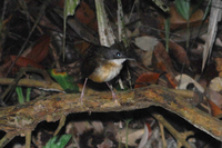 Short-tailed Babbler (Malacocincla malaccensis)