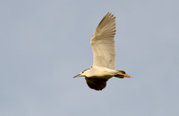 Night Heron