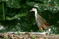 White-breasted Waterhen 白胸苦惡鳥