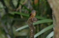 DSC 0062 Ferruginous flycatcher (Muscicapa ferruginea) - Flickr