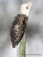 Dicerca alni