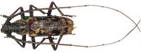 Aeolesthes textor