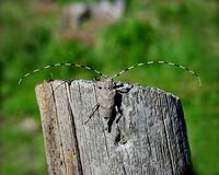 Acanthocinus aedilis - Timberman