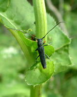 Phytoecia cylindrica