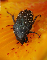 Oxythyrea funesta