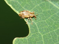 Ellescus scanicus