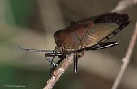 Pentatomidae - Shield Bugs