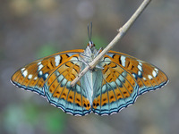 Limenitis populi - Poplar Admiral